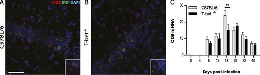 FIGURE 4. CD8+ T cells accumulate and produce IFN-γ in the CNS tissues of T-bet−/− mice. The appearance of CD8+ T cells in the brain of infected mice was determined over time by staining 12 d.p.i. and by assessing the levels of specific cell marker mRNA. Costaining of rabies nucleoprotein (RNP) and CD8+ T cells in WT (A) and T-bet−/− (B) mice. Scale bar, 50 μm. (C) CD8-specific mRNA level was analyzed by quantitative RT-PCR in WT and T-bet−/− mice (n = 10 mice per strain and time point). Data are expressed as the mean ±SEM copies of CD8 mRNA per 1000 copies of the housekeeping gene L13 in the CNS. Statistically significant differences between C57BL/6 and T-bet−/− mice are denoted as follows: **p ≤ 0.005.