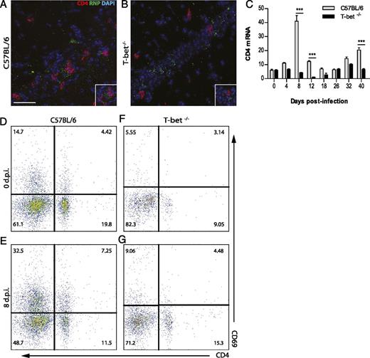 FIGURE 5. CD4+ T cells accumulate but are dysfunctional in the CNS of GAS-infected T-bet−/− mice. The appearance of CD4+ T cells in the brain of infected mice was determined over time by staining 12 d.p.i. and by assessing the levels of specific cell marker mRNA. Immunolabeling of RNP and CD4+ T cells in WT (A) and T-bet−/− (B) mice. Scale bar, 50 μm. (C) CD4-specific mRNA level was analyzed by quantitative RT-PCR in WT and T-bet−/− mice (n = 10 mice per strain and time point). Data are expressed as the mean ±SEM copies of CD4 mRNA per 1000 copies of L13. Statistically significant differences between C57BL/6 and T-bet−/− mice are denoted as follows: ***p ≤ 0.001. Expression of the activation marker CD69 by CD4+ T cells isolated from the brains of naive control C57BL/6 (D) and T-bet−/− (F) mice as well as C57BL/6 (E) and T-bet−/− (G) 8 d.p.i was evaluated by flow cytometry. Values indicate the percentage of cells in each quadrant.