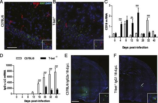 FIGURE 7. B cells accumulate in the CNS of T-bet−/− mice but produce low levels of Abs compared with WT mice. The appearance of B lymphocytes, as well as Ab production in the brain of infected mice, was determined over time by immunostaining and by assessing the levels of specific CD19 and κ-L chain mRNA (n = 10 mice per strain and per time point). Immunostaining of B lymphocyte (B220) and RABV nucleoprotein in WT (A) and T-bet−/− (B) mice at 12 d.p.i. Scale bar, 50 μm. (C) Specific mRNA levels of B cells. (D) Specific mRNA levels of newly produced Abs. Data are expressed as mean ±SEM copies of specific cell marker mRNA per 1000 copies of the housekeeping gene L13. Immunostaining of DAPI and IgG2a in C57BL/6 (E) and IgG1 in T-bet−/− (F) mice at 18 d.p.i. Scale bar, 100 μm. Statistically significant differences between WT and T-bet−/− mice are denoted as follows: **p ≤ 0.005, ***p ≤ 0.001.
