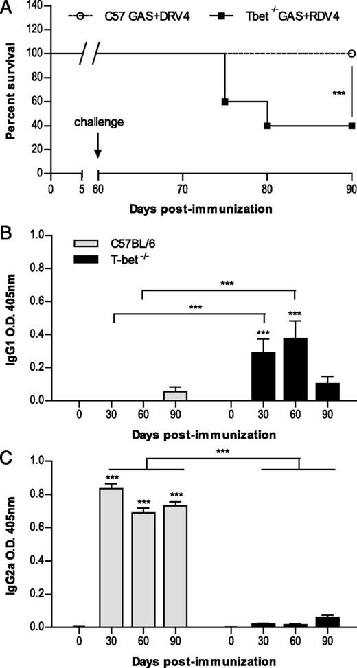 FIGURE 8. A Th1-type immune response is essential to survive a challenge with a lethal RABV. (A) C57BL/6 and T-bet−/− mice were immunized i.n. with SPBN-GAS, challenged i.n. with DRV4, and monitored for survival. Data are expressed as percent survival. The virus-specific Ab response for IgG1 (B) and IgG2a (C) was determined by ELISA in C57BL/6 and T-bet−/− mice (n = 5 per group). Results are expressed as mean absorbance ± SEM of OD at 1:40 dilution. Statistically significant differences between groups are denoted as follows: ***p ≤ 0.001.