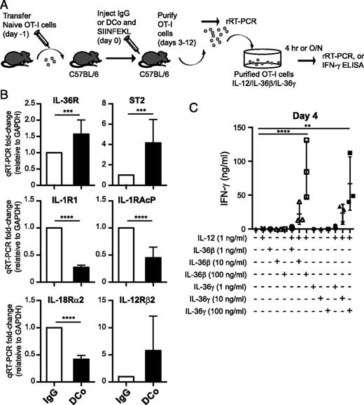 FIGURE 1. DCo programs IL-36R mRNA expression in effector CD8 T cells and the potential to produce IFN-γ in response to IL-12 plus IL-36. (A) Immunization with specific peptide (SIINFEKL) and IgG control or with DCo to activate specific OT-I CD8 T cells, followed by their purification on days 3–12. The purified cells were cultured for 4 h or overnight and then qRT-PCR or ELISA on supernatants was performed to test for IL-2, IL-36, or IL-2 with IL-36–based activation. (B) qRT-PCR analysis of IL-1 family member mRNA expression in purified OT-I CD8+ T cells. Naive OT-I CD45.1+RAG−/−CD8+ T cells were adoptively transferred into congenic CD45.2+ C57BL/6 mice and immunized with SIINFEKL peptide and DCo or rat IgG (control). OT-I cells were FACS sorted from spleens 3 d later and mRNA was extracted. qRT-PCR data were normalized to GAPDH and presented as fold difference compared with the corresponding IgG control (set as 1) (n = 3 mice/group). (C) Secretion of IFN-γ by purified day 4 DCo OT-I cells after in vitro restimulation with or without IL-12, IL-36β, and IL-36γ. Each symbol represents an ELISA measurement for an individual mouse, small horizontal lines indicate the mean, and data are representative of three independent experiments. Data from the independent experiments are shown in Table II. **p < 0.01, ***p < 0.001, ****p < 0.0001.
