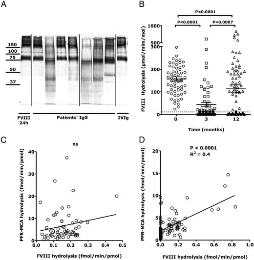FIGURE 2. Hydrolysis of FVIII by IgG from renal-transplant patients. (A) IgG-mediated FVIII hydrolysis. Biotinylated recombinant human FVIII (185 nmol) was incubated alone (lane 1) or in the presence of IgG (66.67 nmol) from seven randomly selected renal-transplanted patients (lanes 2–8) for 24 h at 37°C. Pooled normal IgG from healthy donors (IVIg) was used as control IgG. FVIII was subjected to 10% SDS-PAGE and transferred onto a nitrocellulose membrane before revelation of biotinylated fragments. The final image was joined from two different images. The black vertical lines indicate where images were joined. (B) Longitudinal follow-up of FVIII-hydrolyzing IgG. Rates of IgG-mediated FVIII hydrolysis were obtained by densitometric analysis of the blots (A). Results are expressed as micromoles of hydrolyzed FVIII per minute per mole of IgG. Statistical differences were assessed using the two-tailed Mann–Whitney U test. Correlation of rates of PFR-MCA hydrolysis and FVIII hydrolysis by IgG prior to transplant (C) and 12 mo later (D).