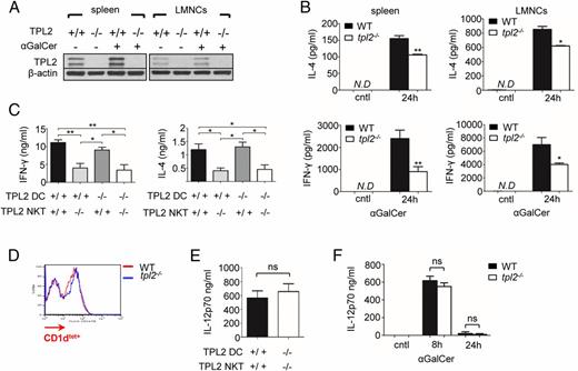 FIGURE 6. TPL2 kinase is essential for NKT effector responses in vitro. (A) Western blot showing TPL2 expression in WT and tpl2−/− splenocytes and LMNCs after 24 h of in vitro culture in the presence of αGalCer. (B) Levels of IL-4 and IFN-γ secreted from WT and tpl2−/− splenocyte and LMNC cultures following a 24-h NKT cell activation with αGalCer. (C) Levels of secreted NKT cell–associated cytokines from 24 h cocultures of αGalCer-pulsed DCs and NKT cells. CD11c+ DCs were sorted (purity > 90%) from LMNCs of untreated WT or tpl2−/− mice, pulsed with αGalCer (100 ng/ml) for 18 h, and cocultured with sorted NKT cells (purity > 95%) from LMNCs of WT or tpl2−/− mice at a 1:2 ratio in all possible combinations. Supernatants were collected at 24 h of culture and assessed for the presence of IL-4 and IFN-γ. Graphs represent replicate measurements with data from four independent experiments. Statistical significance was tested by one-way ANOVA; *p < 0.05, **p < 0.01. (D) Expression levels of CD1d molecule in CD11c+ DCs was evaluated in LMNCs of WT or tpl2+/+ mice by flow cytometry. A representative histogram of FACS analysis is demonstrated. Gate is set on CD11c+ cells. (E) WT or tpl2−/− LMNC-sorted CD11c+ DCs were pulsed with αGalCer (100 ng/ml) for 18 h and cocultured with LMNC-sorted WT or tpl2−/− NKT cells, respectively, at a 1:2 ratio for 24 h. Levels of IL-12p70 were measured in coculture supernatants by ELISA. Results are expressed as mean ± SEM of two independent experiments. (F) Serum cytokine levels of IL-12p70 in the serum of WT and tpl2−/− mice at 8 or 24 h after αGalCer treatment. Data are expressed as the mean ± SEM of each group. (n = 10).