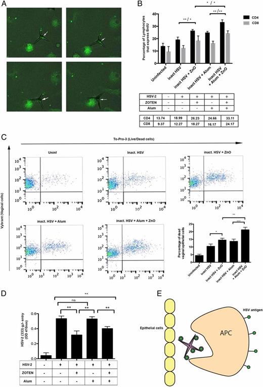 Intravaginal Zinc Oxide Tetrapod Nanoparticles as Novel Immunoprotective Agents against Genital