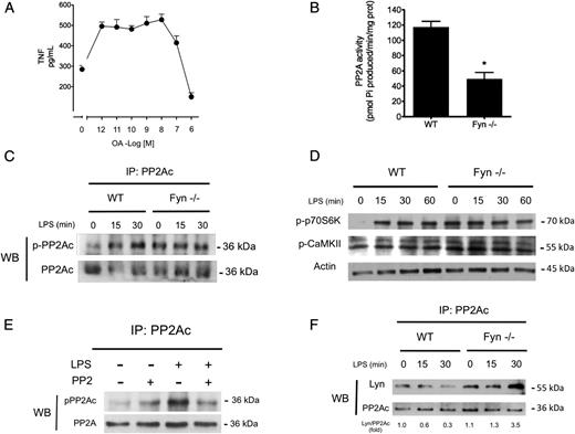 FIGURE 4. Decreased PP2A activity related to Tyr phosphorylation contributes to the hyperresponse to LPS observed in Fyn−/− BMMCs. (A) Two million WT BMMCs were incubated with specific concentrations of OA for 15 min and then treated with LPS (500 ng/ml) for 2 h. TNF concentration was detected on cellular supernatants by ELISA. Mean ± SEM of at least three independent experiments is shown. (B) Ten million WT or Fyn−/− BMMCs were lysed, and the activity of PP2A was determined as described in Materials and Methods. Data are mean ± SEM of at least three independent experiments. (C) Thirty million WT or Fyn−/− BMMCs were stimulated with LPS (500 ng/ml) for specific times, and the catalytic subunit of PP2A (PP2Ac) was immunoprecipitated. Phosphorylation on Tyr 307 of PP2Ac was detected by Western blot. (D) WT and Fyn−/− BMMCs were stimulated with LPS for different times, and phosphorylation of specific substrates of PP2A was analyzed by Western blot. (E) PP2Ac was immunoprecipitated from WT BMMCs stimulated for 30 min with LPS in the presence or absence of PP2 (10 μM). Phosphorylation of PP2Ac (Tyr 307) was detected by Western blot. (F) WT or Fyn−/− BMMCs were stimulated with LPS for specific times, and PP2Ac was immunoprecipitated from total lysates. Lyn kinase was detected in immunoprecipitates by Western blot. Representative images from at least three independent experiments are shown (C–F). *p ≤ 0.001 versus WT.