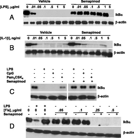 FIGURE 2. Semapimod blocks activation of NF-κB by a group of TLR ligands. (A and B) Levels of IκBα in cells pretreated with or without 10 μmol Semapimod and treated with LPS or IL-1β as indicated. (C) Levels of IκBα after pretreatment with 10 μmol Semapimod and treatment with 100 ng/ml LPS, 1 μg/ml CpG DNA, or 1 μg/ml Pam3CSK4, as indicated. (D) Levels of IκBα following pretreatment with or without Semapimod and treatment with 100 ng/ml LPS or indicated concentrations of flagellin. Results are representative of at least three independent experiments.