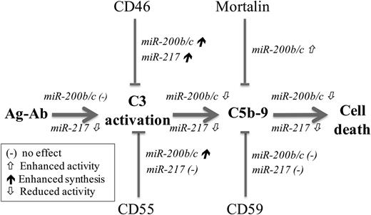 FIGURE 6. Schematic presentation of the proposed regulation of CDC by miR-200-b/c and miR-217. Three key steps in complement activation by Abs bound to cellular Ags (Ag-Ab) are shown, as follows: C3 activation and binding, C5b-9 membrane insertion, and cell death. Effects of the miRNAs on each of these activation steps and on the level of expression of mortalin and the complement membrane regulators are indicated.