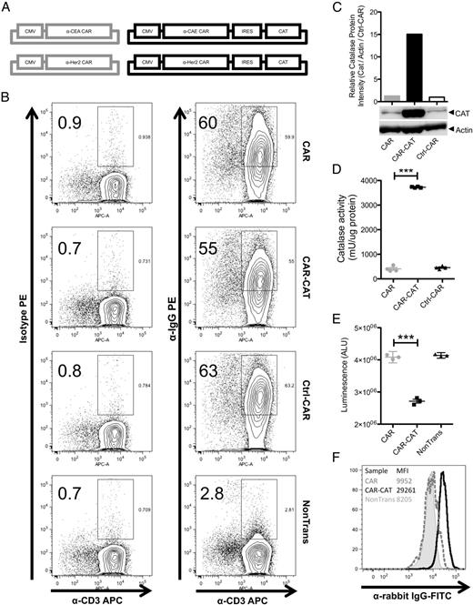 FIGURE 1. Design of bicistronic expression vector for CARs and catalase expression. (A) Schematic diagram depicting the two sets of CARs used. (B) PBMCs from healthy donors were cultured for a 4 d and transduced using either bicistronic retroviral expression vectors for CARs and catalase or retroviral expression vector for CARs alone. Expression of CARs on transduced T cells was assessed by staining with PE conjugated F(ab′)2 anti-human IgG that binds to the extracellular Fc region of the CAR and allophycocyanin-conjugated anti-CD3. PE-conjugated isotype Abs were used to confirm lack of nonspecific binding. CAR cells were gated on lymphocyte population in forward scatter and side scatter prior to gating CAR+ cells. (C) Protein lysates from MACS-sorted transduced T cells were analyzed by Western blot. Relative protein expression was determined by ImageJ analysis of the intensity of the bands from the Western blot. (D) MACS-sorted lysates were used to measure catalase activity. (E) Luminescence from 105 transduced or nontransduced cells was measured after adding L-012 and H2O2. (F) Transduced T cells were permeabilized and rabbit polyclonal anti-human catalase Ab was used to stain for intracellular catalase. FITC-conjugated anti-rabbit IgG Ab was used to analyze the samples with flow cytometry. Data are presented as means ± SD. ***p < 0.005 by Student t test using GraphPad Prism 5.