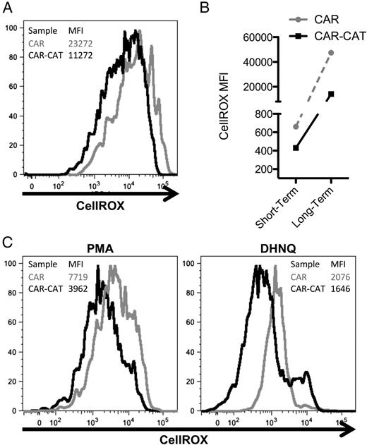 FIGURE 2. Oxidative state is reduced in CAR-CAT T cells compared with CAR T cells. (A) Directly after coculture with HEK293T cells, transduced T cells were labeled with CellROX (5 μM) in complete medium. (B) After short-term 1-h culture, or long-term 18-h culture, cells were labeled with PE anti-human IgG and Pacific Orange anti-human CD3 and samples were acquired on an LSR II. (C) To induce oxidative stress, freshly transduced T cells were loaded with CellROX and stimulated with PMA (3 μg/ml) and DHNQ (20 μM) for 2 h before acquiring samples by flow cytometry. Samples were analyzed using FlowJo.
