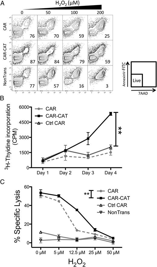 FIGURE 3. CAR-CAT T cells maintain viability and functionality under H2O2-induced oxidative stress. (A) After transduction with CAR or CAR-CAT, T cells were resuspended to 2 × 105 in 200 μl complete medium RPMI 1640 containing 10% FCS and exposed to increasing concentrations of H2O2. After 24 h cells were stained with annexin V–FITC and 7-aminoactinomycin D and analyzed by FACS. (B) H2O2 (50 μM) was used to induce oxidative stress in 5 × 103 engineered or nonmodified T cells being stimulated with CD3-CD28 proliferation beads for 4 d and cell proliferation was measured by [3H]thymidine incorporation for 4 h. (C) Transduced T cells were used as effectors for targeting Her2+ tumors at an E:T ratio of 1:2. Freshly transduced T cells were cultured overnight with increasing concentrations of H2O2 to induce oxidative stress. After 18 h, target cells were labeled with [51Cr] and transferred into effector cell–containing wells. Supernatant was collected after 24 h coculture and transferred to LumaPlates and read out on MicroBeta. The percentage specific lysis was calculated using the following formula: (CPMsample − CPMspontaneous)/(CPMmaximum − CPMspontaneous). Data are presented as means ± SD. **p < 0.005 by two-way ANOVA using GraphPad Prism 5 for (B) and (C) between CAR and CAR-CAT.