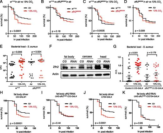 FIGURE 4. zfh2 mediates hypercapnic immune suppression in vivo. (A) Control (w1118) flies exposed to hypercapnia (13% CO2) for 48 h, then inoculated with S. aureus, show reduced survival compared with S. aureus–infected flies exposed only to air (n = 636 for air, 622 for 13% CO2). For mortality experiments, p values were calculated using the Gehan–Breslow–Wilcoxon test. (B) In air, mortality of S. aureus infection in zfh2MS209 mutant flies is not different from in w1118 control flies (n = 636 for w1118, 358 for w1118;zfh2MS209). (C) When pre-exposed to 13% CO2, zfh2MS209 flies exhibit decreased mortality from S. aureus infection compared with w1118 control flies (n = 622 for w1118, 336 for w1118;zfh2MS209). (D) zfh2MS209 flies are partially protected against the increase in mortality of S. aureus infection caused by exposure to elevated CO2; genotype, w1118;zfh2MS209 (n = 358 for air, 336 for 13% CO2). [Compare to w1118 control flies in (A).] (E) Pre-exposure to 13% CO2 increases bacterial load in w1118 but not w1118;zfh2MS209 flies. Error bars show mean and SEM of the log10 load values (n = 20 for w1118 in air and 13% CO2, 16 for zfh2MS209 in air and CO2). (F) Zfh2 protein levels are reduced in the fat body, but not the carcass or head, of flies with CG-GAL4 driven expression of the UAS-zfh213305 short hairpin RNAi construct (RNAi; genotype w1118;CG-GAL4/UAS -zfh213305). CG, control genotype w1118;CG-GAL4/+. (G) Exposure to 13% CO2 for 48 h prior to infection increases bacterial load in control (w1118;CG-GAL4/+) but not CG-GAL4/UAS-zfh213305 flies. Error bars show mean and SEM of the log10 load values (n = 24 for each condition). (H) Exposure to 13% CO2 for 48 h prior to infection increases the mortality of S. aureus infection in control CG-GAL4 flies (w1118;CG-GAL4/+) (n = 428 for air, 465 for 13% CO2). (I) Exposure to 13% CO2 for 48 h prior to infection does not increase mortality of S. aureus infection in flies in which zfh2 was knocked down in the fat body (w1118;CG-GAL4/UAS-zfh213305) (n = 610 for air, 685 for 13% CO2). (J and K) Results similar to those in (H) and (I) were obtained using another fat body–specific driver, C754-GAL4 (n = 314 for control–air, 357 for control–13% CO2, 459 for C754-GAL4/UAS-zfh213305–air, and 488 for C754-GAL4/UAS-zfh213305–13% CO2).