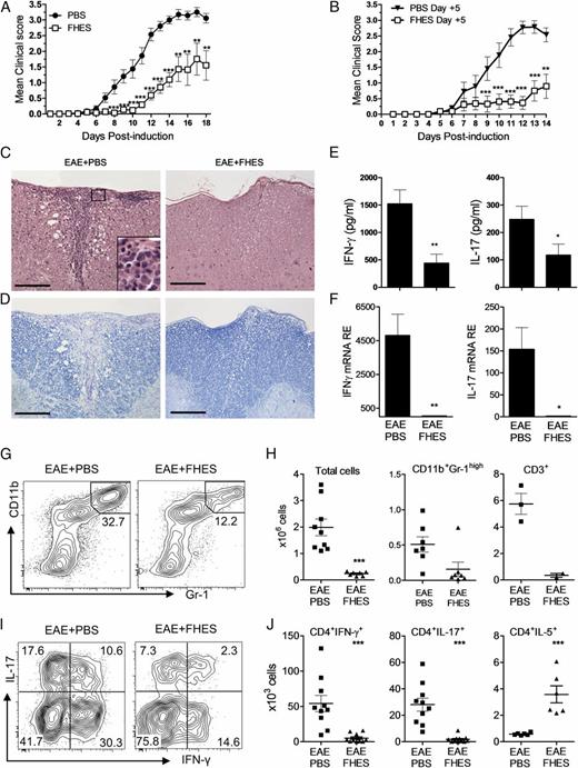 FIGURE 1. FHES suppresses Th1 and Th17 responses and attenuates EAE. Active EAE was induced in C57BL/6 mice by immunization with MOG35–55 in CFA. Mice were injected s.c. with FHES (50 μg) or PBS every second day from day −1 (A) or from day 5 (B); results are mean (SEM) clinical scores. Mice from (A) were sacrificed on day 18, and spinal cord sections were stained with H&E (C) or luxol fast blue (D), original magnification ×200 (inset ×1000). Scale bars, 500 μm. (E) IFN-γ and IL-17 by ELISA on MOG-stimulated (25 μg/ml) brain mononuclear cells from perfused mice. (F) mRNA expression of il17 and ifng on brain tissue analyzed by RT-PCR. Sample FACS plots showing neutrophil gating (G) and mean absolute numbers of total cells recovered CD3+ T cells and neutrophils in perfused brains (H). Sample FACS plots (I) and absolute numbers (J) of IFN-γ, IL-17 and IL-5 producing CD3+CD4+ T cells in perfused brains determined by ICS. Results are representative of three experiments each, except for (A) and (B), which are pooled from seven and two experiments respectively (n = 6 per group in each individual experiment). *p < 0.05, **p < 0.001, ***p < 0.0001 versus PBS.
