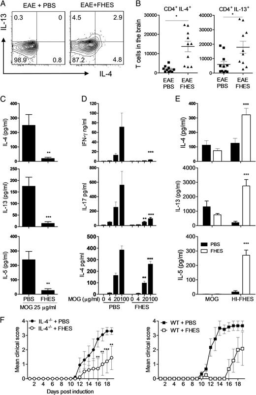FIGURE 3. FHES does not promote MOG-specific Th2 cells during EAE and protection is independent of IL-4. (A) FACS plots of IL-4 and IL-13 producing CD3+CD4+ T cells in perfused brains of day 14 EAE mice determined by ICS, and absolute numbers of cytokine-secreting cells (B). (C) IL-4 and IL-13 by ELISA on MOG-stimulated (25 μg/ml) brain mononuclear cells from perfused mice. (D) IFN-γ, IL-17, and IL-4 by ELISA on spleen cells from day 14 EAE mice stimulated with MOG. (E) IL-4, IL-5, and IL-13 by ELISA on spleen cells from day 14 EAE mice stimulated with MOG (50 μg/ml) or heat-inactivated FHES (HI-ES, 50 μg/ml). (F) EAE in C57BL/6 mice or IL-4−/− mice and treated FHES or PBS. Data are means (±SEM) of five to six mice per group and are representative of at least two experiments per panel. *p < 0.05, **p < 0.01, ***p < 0.001 versus PBS.
