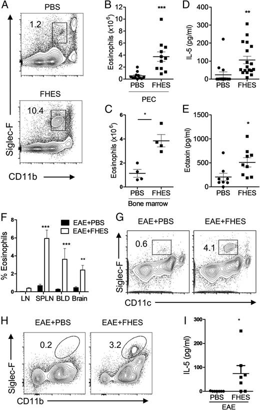 FIGURE 4. FHES induces eosinophils that transfer protection against EAE. (A) Flow cytometry for Siglec-F+CD11bintSSchigh eosinophils in the peritoneal cavity of C57BL/6 mice on day 6 after i.p. injection with PBS or FHES daily for 5 d. Absolute numbers of eosinophils in the PEC (B) and bone marrow (C) on day 6. (D) ELISA for IL-5 in peritoneal fluid from mice on day 6 after 5 daily i.p. injections with FHES. (E) ELISA for eotaxin (CCL11) in serum 2 h after i.p. injection with FHES or PBS. (F) Frequency of eosinophils in the inguinal lymph node (LN), spleen (SPLN), blood (BLD), and brain of mice with EAE treated with FHES or PBS. The right panel shows a representative plot of blood cells, with representative FACS plots of Siglec-F+CD11c+ eosinophils in the blood (G) and Siglec-F+CD11b+ eosinophils in brain (H). (I) IL-5 concentration in the serum of mice in with EAE, treated with FHES or PBS. Results are means or individual values with means of five or six mice per group and representative of three separate experiments. *p < 0.05, **p < 0.01, ***p < 0.001 versus PBS or isotype control.