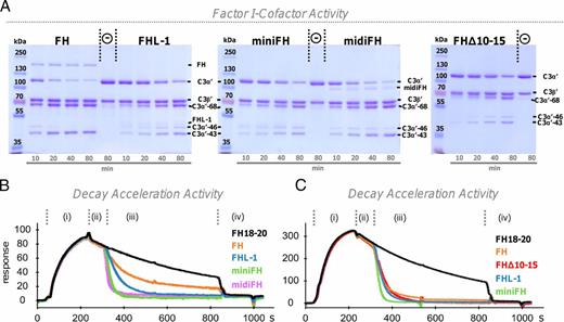 FIGURE 5. Evaluation of cofactor activity and DAA. (A) Fluid-phase cofactor assay. C3b, FI, and either FH, FHL-1, miniFH, midiFH, or FHΔ10–15 were incubated in solution, and the generation of iC3b at specific time points (10, 20, 40, and 80 min) was monitored by SDS-PAGE. Disappearance of the α′-chain (114 kDa) of C3b and the appearance of three new bands at 68, 46 (iC3b1), and 43 kDa (iC3b2) indicate proteolytic cleavage of C3b. Note that the protein bands of miniFH and FHΔ10–15 overlap with the C3α′-46 and C3α′ bands, respectively. (For the densitometry analysis of fluid phase cofactor activity, see Supplemental Fig. 3). (B and C) Assessment of DAA by SPR. AP convertases were built by injecting FB and FD (i) onto sensor chip surfaces either coated with C3b via standard amine coupling (B) or more physiologically via convertase-driven action (C). After monitoring of regular convertase decay (ii), FH-derived analytes were injected at 100 nM (iii) to evaluate acceleration of the decay rate. Finally, CR1 CCPs 1–3 were injected at 0.8 μM (iv) to decay residual convertases.
