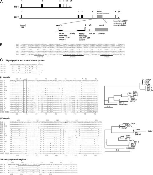 FIGURE 1. (A) Genomic organization of RT1-Db1 and Db2 genes. (B) Nucleotide sequences of the S, X, and Y boxes of RT1-Db1, RT1-Db2, H2-Eb1, and H2-Eb2 genes. (C) Predicted amino acid sequences of RT1-Db1, RT1-Db2, H2-Eb1, and H2-Eb2 molecules. Complete predicted amino acid sequences are shown for RT1-Db1n, (AF084933), RT1-Db2n (KP012532), H2-Eb1d (KP012536), H2-Eb2d (KP027332), and H2-Eb2b (NM_001033978). Predicted amino acid sequences of exons 2 and 3 are also shown for the rat l, lv1, and c haplotypes, as well as for the mouse b, a/k, and g7 haplotypes [accession numbers: RT1-Db1l (AY626206), RT1-Db2l (KP012533), RT1-Db1lv1 (AY626205), RT1-Db2lv1 (KP012534), RT1-Db1c (AY626202), RT1-Db2c (KP012535), H2-Eb1b (NM_010382), H2-Eb2b (NM_001033978), H2-Eb1k (M36939), H2-Eb2a/k amino acid sequence as published in (9); H2-Eb1g7 (AK155968) and H2-Eb2g7 (K157199)]. All accession numbers can be found at http://www.ncbi.nlm.nih.gov/nuccore/. Dots in the alignments indicate the same amino acid as the uppermost sequence. Conserved cysteines are denoted by asterisks. The box highlights the presence or absence of N-glycosylation sites in β1 and β2 molecules, respectively. The cleavage site of the signal peptide and the helix of the transmembrane region (underlined text) were predicted using SignalP 4.0 and TMHMM 2.0, respectively (43, 44). Phylograms were created using the predicted amino acid sequences, as shown in the alignment. The human HLA-DRB1 0101 (accession number: CAM34749) was set and rooted as outgroup. The tree was obtained after calculation of a distance matrix with protdist and Neighbor programs, from the PHYLIP software package (45). The Kimura’s distance method was used to construct the distance matrix, and the phylogram was displayed using TreeView software (46).