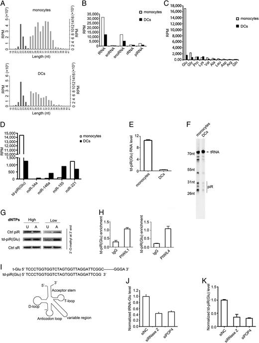 FIGURE 1. A class of small RNAs derived from tRNAs was identified with piRNA features in human monocytes/DCs. (A) Deep-sequencing data revealed a fraction of small RNAs with a length of 26–35 nt (shown in light gray) that are different from miRNAs (shown in dark gray) in human monocytes and DCs. The y-axis for reads per million (RPM) of miRNAs is at left side, whereas that for piRNAs is on the right side. (B) The source of small RNAs with lengths of 26–33 nt was classified by searching the Rfam database, and their abundance was compared between monocytes and DCs. (C) tRNA-derived small RNAs with the length of 26–33 nt were categorized. (D) Abundance of td-piR(Glu) and miRNAs in monocytes and DCs according to the deep-sequencing data. The differential expression of td-piR(Glu) in monocytes and DCs was confirmed by stem-loop RT-qPCR (E) and Northern blot (F). (G) The detection of 2′-O-methylation modification at the 3′ end of td-piR(Glu) via reverse transcription at low concentrations of dNTPs followed by PCR assay. Ctrl piR and Ctrl sR, 29-nt ssRNAs synthesized chemically in vitro, with or without a 2′-O-methylation modification at the 3′ end, were used as a positive and negative control. (H) td-piR(Glu) enriched by PIWIL1 or PIWIL4 in monocytes was isolated from the RIP complex and detected by RT-qPCR. td-piR(Glu) from IgG immunoprecipitation was used as a negative control. (I) Sequences of tRNA-Glu and td-piR(Glu) (upper panel). Structure of tRNA-Glu; arrows indicate the cleavage sites for td-piR(Glu) (lower panel). Normalized levels of tRNA-Glu (J) and td-piR(Glu) (K) in monocytes were determined by RT-qPCR after knockdown of RNase Z and POP4 with siRNAs. U6 was used as a reference control.