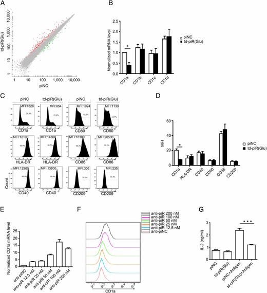 FIGURE 2. td-piR(Glu) specifically represses CD1a expression on the surface of monocytes or DCs. (A) mRNA profiling microarray analysis of human DCs. The gene-expression scatterplot of td-piR(Glu) versus control is shown. Significantly upregulated genes are shown in red, and downregulated genes are shown in green. (B) td-piR(Glu) or piNC was transfected into DC-like cells induced from monocytes with GM-CSF and IL-4 on the third day. After 48 h, mRNA levels of CD1A, CD1B, CD1C, and CD1D in these cells were determined by RT-qPCR. (C and D) Flow cytometry analysis of DCs treated as in (B); mean fluorescence intensity (MFI) of six markers is shown. (E) Isolated monocytes were transfected with different amounts of antisense td-piR(Glu) or piNC, and the relative level of CD1A mRNA was detected by RT-qPCR at 48 h. Relative level of CD1A mRNA under different concentrations of anti-piR(Glu) was normalized to the one under the corresponding concentrations of anti-piNC. (F) The protein level of CD1a was detected by flow cytometry after the transfection of monocytes with antisense td-piR(Glu) or piNC for 72 h. The concentration of 100 nM anti-piNC was used to be a representative for the different concentrations of anti-piNC. (G) Monocyte-derived DCs (1 × 105/well) were transfected with piNC or td-piR(Glu) and cocultured with 1 × 105 CD8-2 T cells. The organic extract from M. tuberculosis (200 ng/ml), used as Ag, was added or not to the culture. After coculture for 72 h, IL-2 in the supernatant of cells was examined by ELISA. Data are mean ± SD and are representative of three independent experiments. *p < 0.05, ***p < 0.001.