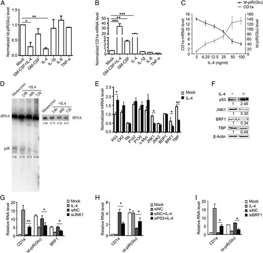 FIGURE 3. IL-4 increases CD1a expression by downregulating the biogenesis of td-piR(Glu) through the JNK1 and p53 signaling pathways. Freshly isolated monocytes were treated with different cytokines for 48 h, and the levels of td-piR(Glu) (A) and CD1A mRNA (B) were determined by RT-qPCR. (C) The levels of CD1A mRNA and td-piR(Glu) were determined by RT-qPCR in monocytes treated by increasing concentrations of IL-4. (D) Expression of td-piR(Glu) and tRNA-Glu in monocytes treated with IL-4 at the time points indicated. RNA was extracted from the cells and subjected to Northern blot analysis. A total of 40 g of RNA (left panel) or 5 g of RNA (right panel) was used. (E) Freshly isolated monocytes were treated with IL-4 (50 ng/ml) for 48 h. The mRNA levels of p53, CK2, Rb, p107, p130, c-Myc, JNK1, JNK2, BDP1, BRF1, and TBP were detected by RT-qPCR. (F) Protein levels of JNK1, p53, and BRF1 were examined by Western blot in monocytes treated or not with IL-4 for 48 h. β-actin was used as a loading control. (G) CD1A, td-piR(Glu), and BRF1 RNA levels in monocytes were examined by RT-qPCR after JNK1 was knocked down by specific siRNAs for 48 h. (H and I) CD1A and td-piR(Glu) RNA levels were examined by RT-qPCR after the indicated treatments. siP53+IL-4, p53 was knocked down in monocytes for 24 h, followed by IL-4 treatment for 48 h. Data are mean ± SD and are representative of three independent experiments. *p < 0.05, **p < 0.01, *** p < 0.001.