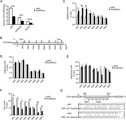FIGURE 4. CD1a is downregulated by td-piR(Glu) via mediating the H3K9 modification at its promoter region. (A) After treatment of DCs with piNC or td-piR(Glu) for 48 h, CD1A mRNA level in the whole cell, as well as in the cytoplasmic and nuclear RNA fractions, was detected by RT-qPCR. GAPDH or U6 was used as a reference control for the cytoplasmic or nuclear fraction, respectively. (B) Diagram of the CD1A genomic locus. The full length of the CD1A gene is 4234 bp. It was divided into eight parts; the numbers 1 through 8 represent the different positions of the ChIP-qPCR primers. ChIP of H3K9me3 (C), H3K4me3 (D), H3K27me3 (E), and polymerase II (F) was performed to identify the different histone modifications and chromatin state on the CD1A gene after treatment of piNC or td-piR(Glu) in DCs. Sites 1–8 correspond to the diagram in (B). The relative enrichment of these modifications was calculated by normalizing the quantity of CD1A DNA against the quantity of input. (G) Schematic representation of the CD1A gene. piRNA and its potential targeting sites in the CD1A promoter region are shown. Data are mean ± SD and are representative of three independent experiments. *p < 0.05, **p < 0.01, ***p < 0.001. ATG, translation start site; P, promoter region.