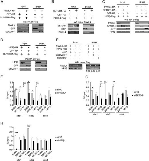 FIGURE 6. PIWIL4 interacts directly with SUV39H1 and SETDB1 and recruits HP1β to form a repression complex to decrease CD1a expression. (A) HA-tagged PIWIL4 and FLAG-tagged SUV39H1 plasmids were cotransfected into 293T cells. After 48 h, coimmunoprecipitation was performed with anti-HA Ab-conjugated beads, and immunoblots were assayed by HA and FLAG Abs. GFP-HA was used as a negative control. (B) The interaction between PIWIL4 and SETDB1 was determined. After cotransfecting plasmids of PIWIL4 tagged with FLAG and SETDB1 tagged with HA into 293T cells, the coimmunoprecipitation was performed as in (A), except that the immunoblots were assayed by anti-HA or anti-PIWIL4 Abs. (C) The interaction of PIWIL4 and HP1β, as well as SETDB1 and HP1β, was determined by coimmunoprecipitation, as described above. (D) FLAG-tagged SUV39H1 and HA-tagged HP1β plasmids were used in the coimmunoprecipitation to determine the interaction of these two proteins, as described above. (E) The effects of various siRNAs on the interaction of PIWIL4 and HP1β. The numbers indicate the quantification of HP1β precipitated with PIWIL4 protein under different conditions. (F) The levels of SETDB1 and HP1β i989 in different regions of the CD1A gene were assayed by ChIP-qPCR after siRNA-mediated knockdown of PIWIL4 in monocytes. (G) The association of PIWIL4 and HP1β in the CD1A gene was assayed by ChIP-qPCR after siRNA-mediated knockdown of SETDB1 in monocytes. (H) The association of PIWIL4 and SETDB1 in the CD1A gene was assayed by ChIP-qPCR after siRNA-mediated knockdown of HP1β in monocytes. Sites 1, 2, and 4 correspond to the sites in Fig. 4B; site 4 was used as a negative control to confirm the viability of the experiment. The relative enrichment was calculated by normalizing the quantity of CD1A DNA enriched by a specific Ab to the quantity of input (F–H). Data are mean ± SD and are representative of three independent experiments. *p < 0.05, **p < 0.01, ***p < 0.001. N, not detectable.