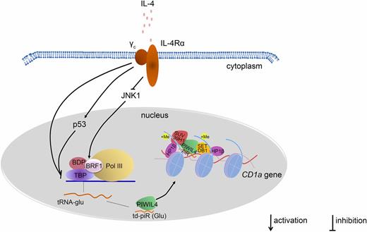 FIGURE 7. Signaling pathway used by IL-4 to regulate the biogenesis of td-piR(Glu) and, subsequently, the expression of CD1a in human monocytes. IL-4 downregulated the expression of JNK1 and then repressed the expression of BRF1, which is a downstream molecule of JNK1. In addition, TBP was significantly downregulated by IL-4. Furthermore, the expression of p53 was increased by IL-4. Taken together, the occupancy of TFIIIB on the promoter of tRNA-Glu was reduced. In line with the reduction in TFIIIB transcription activity on tRNA-Glu, the RNA level of tRNA-Glu was downregulated, and the level of td-piR(Glu) was also reduced. The association of H3K9 methyltransferases on the CD1A promoter region was subsequently reduced. As a result, the transcription of CD1A increased.
