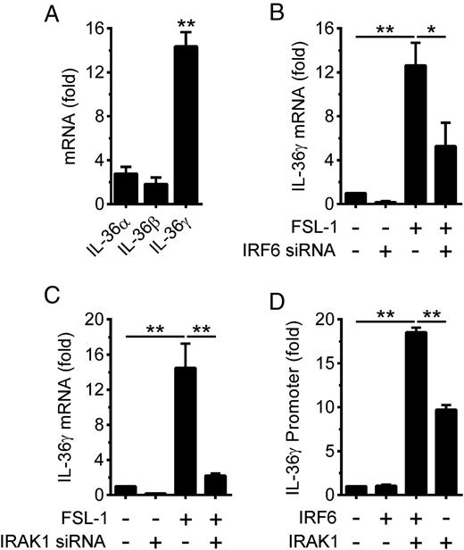 FIGURE 3. IRF6- and IRAK1-dependent stimulation of IL-36γ expression in human oral epithelial cells by TLR2. (A) OKF6 cells were stimulated with FSL-1 (100 ng/ml) for 2 h, and IL-36α, IL-36β, and IL-36γ mRNA levels then measured by qPCR (n = 3). (B and C) OKF6 cells were transfected with an (B) IRF6 or (C) IRAK1 siRNA, and 48 h later they were stimulated with FSL-1 (100 ng/ml) for 2 h. IL-36γ mRNA levels were measured by qPCR (n = 4 and n = 3, respectively). (D) HEK293T cells were transfected with an IL-36γ gene promoter reporter plasmid together with plasmids expressing IRF6 and IRAK1. Luciferase (IL-36γ promoter) activity was measured 24 h posttransfection (n = 3). All data are presented as the mean ± SEM. *p < 0.05, **p < 0.01.
