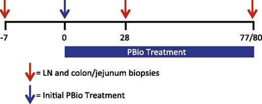 FIGURE 1. Experimental timeline. LN and colon/jejunum biopsies were collected from two PTM and three RM prior to (day −7) and post-PBio treatment (days 28 and 77/80). Red arrows indicate days on which tissue was collected from each animal. Blue arrow indicates initiation of PBio therapy.