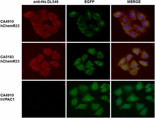 FIGURE 2. Detection of ChemR23 by immunofluorescence. CHO cells expressing a ChemR23-EGFP fusion were incubated with CA4910 (top panels) or CA5183 (middle panels). Nuclei of the cells were labeled with DAPI (blue), and receptors were visualized with DyLight 549–conjugated anti-His Tag (red) or emission of EGFP (green) on an Axioplan 2 microscope (original magnification ×40). Incubation of CHO cells expressing an unrelated GPCR (VPAC1) fused to EGFP with CA4910 (bottom panels) gave no signal.