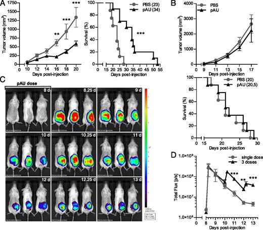 FIGURE 1. IFN-β production and signaling on host cells are required for the inhibition of tumor growth elicited after poly A:U (pAU) treatment. B16 tumor growth and survival were evaluated in WT (A) and IFNAR1−/− mice (B), respectively; median survival values are indicated in the Kaplan-Meier curves within parentheses. (C) B16 tumor-bearing albino IFN-β+/Δβ-luc mice on the C57BL/6 background were p.t treated at the indicated time points (days) and then i.v. injected with luciferin. Luciferase activity was visualized in the IVIS 200 whole body imaging system. (D) Quantification of in vivo imaging presented in (C) by measuring luminescence intensity within the selected regions of interest at the depicted time points. Data are shown as mean ± SEM and are representative of three independent experiments (n = 10 mice/ group). **p < 0.01, ***p < 0.001, Bonferroni posttest to ANOVA analysis.