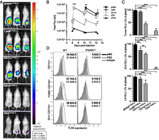 FIGURE 2. LysM+ and CD11c+ cells are the main cells responsible for IFN-β production after pAU treatment. (A) Representative pictures of B16 tumor-bearing IFN-β+/Δβ-luc lineage reporter mice p.t treated with pAU and i.v. injected with luciferin after 6 h (8.25 d). Luciferase activity was visualized in the IVIS 200 whole body imaging system. (B) Kinetics study of IFN-β production: luminescence intensity was quantified within the selected regions of interest at the depicted time points by in vivo imaging. (C) Ex vivo luciferase assay performed 6 h after the last dose of pAU (12.25d) in tumor, DLN, and nondraining LN. Data are shown as mean ± SEM (n = 9 mice/ group), *p < 0.05, **p < 0.01, ***p < 0.001, Bonferroni posttest to ANOVA analysis. (D) TLR3 expression (%) in different CD45+ tumor-infiltrating populations in WT or IFNAR1−/− mice: CD11c+ (top panel), CD11b+ F4/80+ (middle panel), and CD11b+ GR1+ (bottom panel) cells, respectively; data are shown as mean ± SD, and pAU values are shown in bold. One of two independent experiments is shown (n = 5 mice/group).