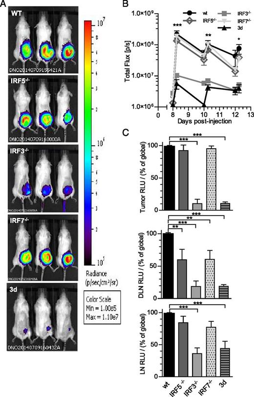 FIGURE 3. IRF3 and UNC93b1 are required for IFN-β production after pAU treatment. (A) Representative pictures of B16 tumor-bearing IFN-β+/Δβ-luc reporter mice; deficient mice in the different signaling molecules and p.t treated with pAU. Luciferase activity was in vivo measured, as explained before. (B) Kinetics study of in vivo IFN-β production in the different strains of mice. (C) Ex vivo luciferase assay performed 6 h after the last dose of pAU (12.25d) in tumor, DLN, and LN in the different strains. Data are shown as mean ± SEM and are representative of two independent experiments (n = 9 mice/ group). *p < 0.05, **p < 0.01, ***p < 0.001, Bonferroni posttest to ANOVA analysis.