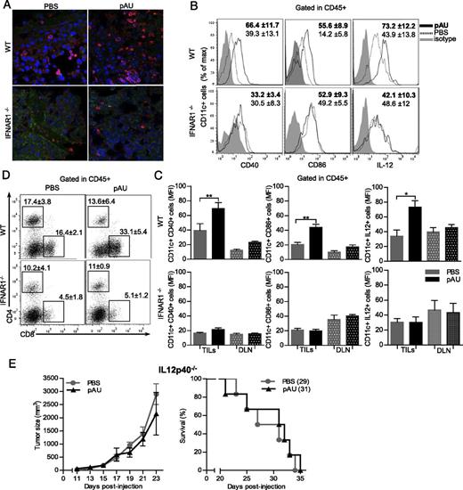 FIGURE 4. IFN-β production and recognition after pAU treatment promotes tumor infiltration. (A) Presence of TILs in pAU-treated tumor-bearing C57BL/6 mice (top) or IFNAR1−/− mice (bottom) sacrificed at day 17 postinoculation. Tumor sections from both experimental groups were stained with anti-CD45 (red) and DAPI (blue). (B) Percentages and (C) mean fluorescence intensity of CD40+, CD86+, and IL-12+ tumor-infiltrating CD11c+ cells in WT and IFNAR1−/− mice (day 15 postinoculation). (D) Percentages of CD4+ and CD8+ TILs in WT or IFNAR1−/− mice at day 15 postinoculation. Data are shown as mean ± SD and are representative of two independent experiments (n = 5 mice/ group). *p < 0.05, **p < 0.01, ***p < 0.001, Bonferroni posttest to ANOVA analysis. (E) B16 melanoma growth and mice survival in IL12p40−/− mice.