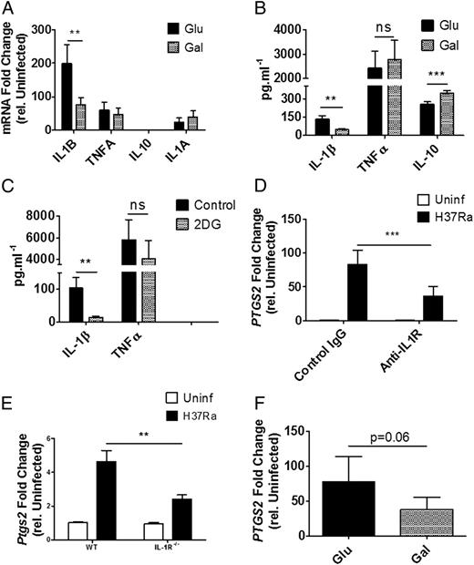 FIGURE 2. Infection-induced glycolysis promotes IL-1β, suppresses IL-10, and induces PTGS2. Relative expression (A) and secreted cytokine level (B) in human MDM 24 h p.i. with H37Ra in glucose or galactose. (C) Secreted cytokine level in murine BMDM 24 h p.i. with H37Ra in the presence or absence of 2DG. Relative expression of PTGS2 mRNA in human MDM in the presence or absence of anti-IL-1R–IgG (D) and Ptgs2 mRNA in WT and IL-1R−/− murine BMDM (E) 24 h p.i. with H37Ra. (F) Relative expression of PTGS2 mRNA in human MDM in glucose or galactose. Data are mean ± SEM of three (A–C and F) or two (D and E) individual experiments. **p < 0.01, ***p < 0.001. ns, not significant.