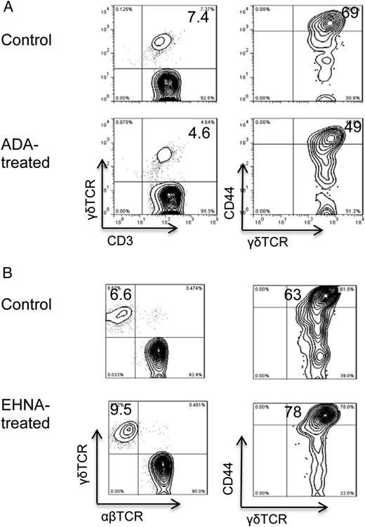 FIGURE 5. Injection of ADA on day 8 postimmunization suppresses γδ T cell activation, and injection of an ADA inhibitor (EHNA) on day 8 postimmunization enhances γδ T cell activation in vivo. Four groups (n = 6) of B6 mice were immunized with IRBP1–20. One group was injected with ADA (A) and another was injected with EHNA (B) on day 8 postimmunization, whereas the two control groups were injected with PBS; CD3+ T cells were isolated at day 13 postimmunization. (A) The percentage of γδ T cells among the CD3+ T cells was immediately estimated by FACS staining after double staining with anti-mouse CD3 and anti-mouse γδTCR Abs (left panels), and the activation status of the γδ T cells was evaluated after double staining with Abs against mouse γδTCR and mouse CD44, an activation marker of mouse T cells (right panels). (B) The percentage of γδ T cells among the CD3+ T cells was immediately estimated by FACS staining. Data are from a single experiment, representative of three independent experiments.