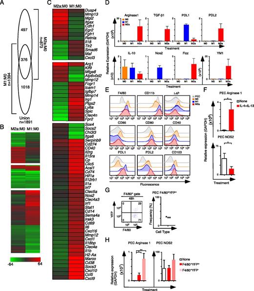 FIGURE 3. Transcriptional and phenotypic profile of M1 and M2a polarized macrophages. (A) Venn diagram showing commonly and uniquely regulated probe sets found in M1 and M2a polarized macrophages. Probe sets that revealed a 2-fold or greater difference (|log2 ratio| > 1.0) and rank product false discovery rate of <10% relative to M0 cells are shown. Data are averaged from three to five arrays for each subset. (B) Heat map showing the fold change in expression of the 1891 differentially regulated probe sets identified in (A). Genes are organized into unique and coregulated gene clusters as indicated. (C) Annotated heat map showing the expression levels of selected differentially regulated probe sets. For (B) and (C) the scale (−64.0-fold to +64-fold) represents the fold change relative to the mean normalized intensity value (log2 ratio) in M0 cells (n = 5). (D) qPCR analysis of selected gene expression in M0, M1, and M2 cells (n = 3 for each gene). (E) Representative FACS analysis of M0, M1, and M2 macrophages (n = 3) derived from bone marrow cells compared with PECs. (F) qPCR analysis of Arginase 1 and NOS2 expression in PECs from mice pretreated with IL-4 and IL-13 or PBS controls (n = 4 for each group). (G) Representative flow cytometry analysis of F4/80 and YFP expression of recovered PECs 48 h after pretreatment of Rag1−/− C57BL/6 with YFP+ M2a macrophages and frequency of F4/80+YFP+ PECs (n = 3). (H) qPCR analysis of Arginase 1 and NOS2 expression in PECs from mice in (G). F4/80+YFP+ cells are donor M2a macrophages whereas F4/80+YFP− cells are recipient mouse PECs. NOS2, NO synthase 2. *p < 0.05, **p < 0.05, Mann–Whitney test.
