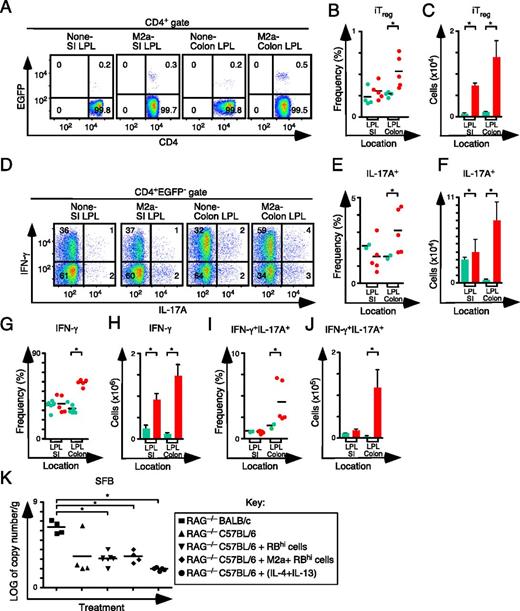 FIGURE 5. Pretreatment of Rag1−/−C57BL/6 mice with M2a macrophages boosts iTreg–Th17 cell axis development in the SI and colon. (A) Representative flow cytometry analysis of CD4 and EGFP (Foxp3) expression to assess the frequency of iTreg cells in SI and colon lamina propria for each group. Numbers in quadrants represent the average. (B and C) Frequency (B) and number (C) of iTreg cells in the SI and colon (None, n = 4; M2a, n = 5). (D) Representative flow cytometry analysis of IL-17A and IFN-γ expression to assess the frequency of IFN-γ+, IL-17A+, and IFN-γ+IL-17A+ T cells in MLN for each group. Numbers in quadrants are averages. (E and F) Frequency (E) and number (F) of CD4+IL-17A+ T cells in the SP and MLN for each group. (G and H) Frequency (G) and number (H) of CD4+IFN-γ+ T cells in the SP and MLN for each group. (I and J) Frequency (I) and number (J) of CD4+IFN-γ+IL-17A+ T cells in the SP and MLN for each group. (K) Log of copy number per gram SFB for each group. Each symbol represents a mouse, and small horizontal bars represent the mean. Data are from two to three independent experiments with one to two mice per experiment. *p < 0.05, Mann–Whitney test.