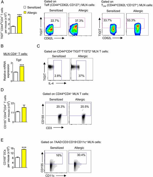 FIGURE 2. Elevated expression of TIGIT on T cells and of CD155 ligand on DCs in MLNs of allergic mice. (A) Numbers of MLN TIGIT+CD4+ T cells of allergic (yellow) compared with sensitized mice (white) and representative FACS plots with percentages of MLN TIGIT+ T cells of allergic versus sensitized mice, gated on CD3+CD4+CD44hiCD62L− effector T (Teff) cells and CD3+CD4+CD44hiCD62L+ T central memory (TCM) cells. (B) Relative Tigit expression in MLN CD4+ T cells of sensitized and allergic mice. (C) Percentages of IL-4+ cells within the CD44hiT1ST2+TIGIT+CD4+ MLN T cell subpopulation. Numbers, representative FACS plots with percentages of MLN CD155+ DCs (D) and CD155+CD4+ T cells of allergic versus sensitized mice (E). Data are expressed as mean ± SEM. n = 6–8 mice per group. All data are from two independent experiments. ***p < 0.0002. 7AAD, 7-aminoactinomycin D.