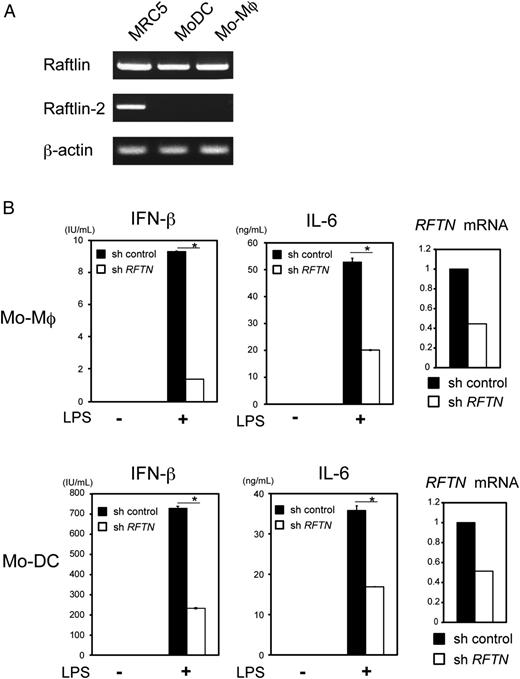 FIGURE 2. Raftlin is essential for LPS-induced IFN-β production in human Mo-DCs and Mo-Mϕs. (A) Expression level of Raftlin (upper panel), Raftlin-2 (middle panel), and β-actin (lower panel) mRNAs in cDNAs from MRC-5 cells, Mo-DCs, and Mo-Mϕs was analyzed by RT-PCR using specific primers. (B) Control or Raftlin knockdown Mo-Mϕs (upper panels) and Mo-DCs (lower panels) were stimulated with LPS (0.1 μg/ml). Twenty-four hours after stimulation, the supernatants were collected and concentrations of IFN-β and IL-6 were measured using ELISA. Knockdown efficiency was measured at the mRNA level by quantitative PCR using specific primers for Raftlin mRNA. Representative data from two independent experiments are shown (mean ± SD). *p < 0.05.