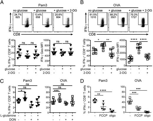 FIGURE 7. TLR2-dependent production of IFN-γ does not depend on glucose usage but on mitochondrial respiration. T cells (rested for 3–6 d) were activated for 6 h with 5 μg/ml Pam3 (A) or 100 nM OVA257–264 peptide (B). (A and B) Assay was performed in FCS-free, glucose-free RPMI 1640 that was supplemented with 25 mM glucose or with 25 mM glucose plus 10 mM 2-DG, or left unsupplemented. Dot plots show data from one representative mouse of three independently performed experiments that are compiled in the graphs (n = 6 mice per group). Percentage and Geo-MFI of IFN-γ are depicted in the upper left corner. Graph displays percentage of IFN-γ+CD8+ T cells (left) or IFN-γ Geo-MFI of the total CD8+ T cell population (right). One-way ANOVA with Dunnett’s multiple comparison with glucose condition. *p < 0.05, **p < 0.005, ****p < 0.0001. (C and D) Cells were cultured in FCS-free, l-glutamine-free RPMI 1640 that was supplemented with 2 mM l-glutamine or 2 mM l-glutamine plus 500 μM DON (C) or with 15 μM FCCP or 10 μM oligomycin (D) or left unsupplemented. Graphs display the percentage of IFN-γ+CD8+ T cells upon activation with Pam3 (left) or OVA257–264 peptide (right). Data are pooled from three independently performed experiments (n = 5 mice per group; n = 3 mice when cells were cultured without l-glutamine but with DON). One-way ANOVA with Dunnett’s multiple comparison with negative condition. *p < 0.05, **p < 0.005, ***p < 0.001, ****p < 0.0001.