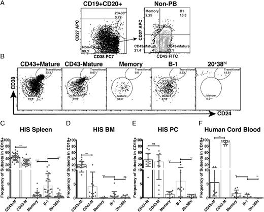 FIGURE 2. Human B-1 cells arising in the NSG model display a mature phenotype, based on the expression of CD38 versus CD24, and are widely distributed in tissues of HIS mice. Splenic, BM, and peritoneal cavity cells from HIS mice 10−17 wk after transplant with CB Lin−CD34+CD38lo cells were isolated and stained for human B cell surface makers. (A) Dot plots show expression of CD38 and CD27 by live CD3/4/7−CD19+CD20+ gated splenic B cells from HIS mice separating preplasmablasts (CD20+CD38hi cells) from other B cells (non-PB) (left panel) and expression of CD43 and CD27 by non-PB separating B-1 cells from other B-2 cells (memory, CD43− mature, and CD43+ mature B cells) (right panel). (B) Dot plots show expression of CD24 and CD38 on selected B cell subsets. Bar graphs show frequency of selected subsets in HIS spleen (C), HIS BM (D), and HIS peritoneal cavity (HIS PC) (E), as well as the frequencies of selected B cell subsets in human CB MCs (F). **p ≤ 0.01, ***p ≤ 0.001, ****p ≤ 0.0001, Wilcoxon matched-pairs signed-rank test. ns, not significant (p > 0.05).