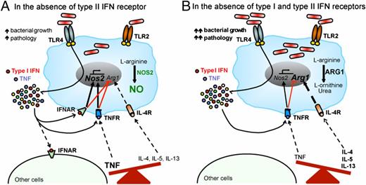 FIGURE 7. Schematic summary of the regulation of macrophage activation by type I IFN during M. tuberculosis infection. (A and B) Activation of TLR4 in macrophages by specific M. tuberculosis strains leads to the production of type I IFN, in addition to other cytokines (e.g., TNF) (15). Type I IFN induces Nos2 and inhibits Arg1 gene expression and protein activity in infected macrophages, thus regulating macrophage activation toward a more protective phenotype. Induction of Nos2 and suppression of Arg1 transcription in infected macrophages are further potentiated by macrophage-derived TNF. In vivo, in the absence of IFN-γ signaling, type I IFN suppresses the expression of markers associated with alternatively activated macrophages following M. tuberculosis infection, likely by direct regulation of macrophage activation, as well as by modulating TNF and Th2-associated cytokine expression, contributing to host protection.