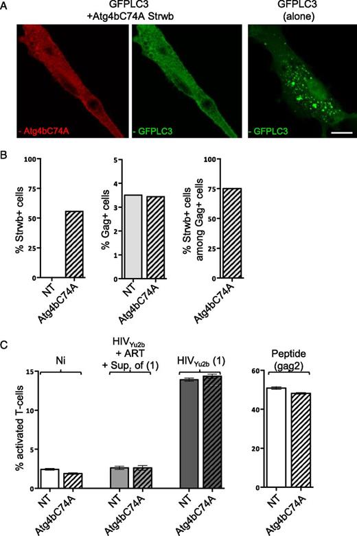 FIGURE 4. Inhibiting autophagy with the dominant negative Atg4BC74A does not affect endogenous presentation of HIV Gag Ag by DC. HLA-DRβ1*04+ DC were generated and transduced with Atg4BC74A together with SIV-Vpx. (A) Atg4BC74A-transduced DC were further transduced with GFPLC3 and the knockdown of autophagy was determined upon analysis of GFPLC3+ puncta by IF. Four days after transduction, DC were infected with HIV with and without ART as in Fig. 1. Scale bar, 10 μm. (B) Atg4BC74A-transduced DC were infected by HIV. The percentage of transduced (Strwb+) and infected (Gag+) DC was determined by flow cytometry. (C) The capacity of treated DC to activate L11 was then evaluated by ICCS as in Fig. 1. Noninfected DC (Ni) and DC pulsed with the cognate peptide (gag2, 0.5 μg/ml) were used as negative and positive controls, respectively. As in Fig. 2C, DC infected in the presence of ART (HIV + ART) were loaded with the supernatant of infected cells [Sup. of (1)] and used as control. The results are representative of three independent experiments using DC from various donors. NT, mock-transduced; Strwb, Strawberry.