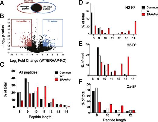 FIGURE 1. High-throughput MS detects unique longer peptides in ERAAP-deficient cells. (A) Venn diagrams showing the exclusive and common subsets of peptides found in ERAAP-KO or WT cells. (B) Volcano plot, showing that common peptides were segregated into ERAAP-KO–specific or WT-specific when they were significantly overexpressed (>5-fold, p < 0.1, two-tailed Student t test). The numbers indicate different peptides in each category. The average of two independent experiments is shown. (C) The proportion of peptides of distinct lengths either common to both or specific only to WT or ERAAP-deficient cells. (D and E) NetMHC was used to identify (D) H2-Kb– and (E) H2-Db–associated peptides with a predicted IC50 of 500 ≥nM. (F) RANKPEP was used to identify Qa-2a–associated peptides. The lengths of Qa-2a–associated peptides common to both WT and ERAAP-KO cells, or specific to WT or ERAAP-KO cells, were compared.