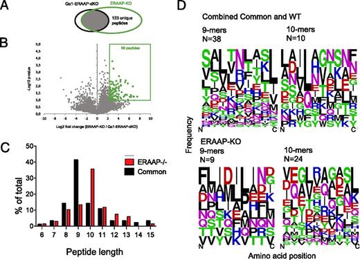 FIGURE 2. A subtractive approach defines Qa-1b–associated peptides in ERAAP-deficient cells. (A) Venn diagrams showing the subsets of Qa-1b–associated peptides found in Qa-1b plus ERAAP-KO cells versus Qa-1b–ERAAP–DKO cells. (B) Volcano plots showing that some peptides were significantly overexpressed in ERAAP-KO cells compared with Qa-1b–ERAAP–DKO cells (>5-fold, p < 0.1, two-tailed Student t test). The numbers indicate distinct peptides found in each category. The average of two independent experiments is shown. (C) The proportion of peptides of distinct lengths either specific to ERAAP-deficient cells or common to both ERAAP-KO and WT cells. (D) WebLogo plots showing the amino acid composition of 9- or 10-reside-long Qa-1b–associated peptides, either specific to ERAAP-deficient cells or common to both ERAAP-deficient and WT cells. Amino acids are represented by their single letter code, and the size of the letter is proportional to the frequency with which that amino acid occurs at the position indicated on the x-axis. The color of the letter indicates the chemical nature of the amino acid as follows: green, polar; black, hydrophobic; red, acidic; magenta/blue, basic. N indicates the numbers of peptides in each group.
