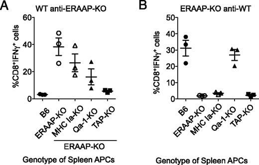 FIGURE 4. Differences in specificity of WT anti–ERAAP-KO and ERAAP-KO anti-WT immune responses. (A) WT B6 mice were immunized with ERAAP-KO spleen cells or (B) ERAAP-KO mice were immunized with WT spleen cells. Spleens from immunized mice were harvested after 10 d and restimulated in vitro with the same APCs used for immunization. The resulting CD8 T cell responses to the indicated APCs were measured as intracellular IFN-γ production. Forward and side scatter were used to exclude dead and granular cells, and the cells in the resulting lymphocyte gate were B220−CD4−CD8α+TCRβ+. Each point represents a different mouse responding to splenic APCs of the indicated genotype. The data are presented as the mean of five mice, with the bars representing SEM. When analyzed by nonparametric one-way ANOVA (Kruskal–Wallis with a Dunn posttest), the data are statistically significant, with p = 0.0157 and p = 0.0169 for (A) and (B), respectively.