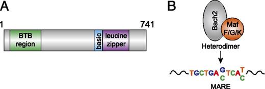 FIGURE 1. Bach2 basics. (A) Schematic representation of Bach2 protein structure. Broad complex–tamtrack–bric-a-brac (BTB) region, basic region, and leucine zipper are depicted. (B) DNA binding motif for Bach2.