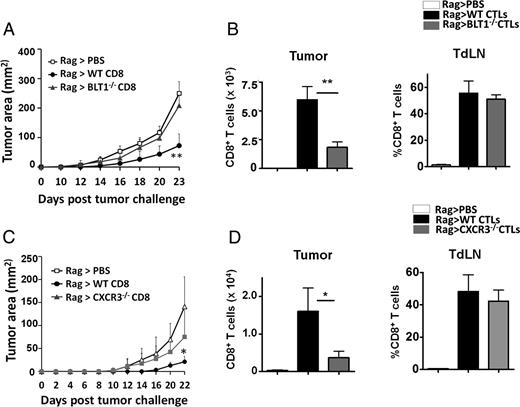 FIGURE 3. Adoptive transfer of WT but not BLT1−/− or CXCR3−/− tumor-experienced CD8+ T cells retarded tumor growth in Rag2−/− mice. Rag2−/− mice were challenged with 105 B16 cells. Two days later CD8+ T cells were isolated from the spleen and TdLNs of B16 tumor-bearing (3–5 mm) WT, BLT1−/−, or CXCR3−/− mice by MACS technique and 1 million isolated CD8+ T cells (>98% purity) or PBS was injected i.v. in tumor-inoculated Rag2−/− mice. (A) Tumor growth kinetics for Rag2−/− mice transferred with either PBS (n = 5), WT CD8+ T cells (n = 5), or BLT1−/− CD8+ T cells (n = 5). (B) Numbers of CD8+ T cells (frequency of total) per 1 million total tumor cells and percentage of CD8+ T cells of total CD45+ cells in TdLNs for WT and BLT1−/− transferred CD8+ T cells are shown. (C) Tumor growth kinetics for Rag2−/− mice transferred with either PBS (n = 4), WT CD8+ T cells (n = 5), or CXCR3−/− CD8+ T cells (n = 4). (D) Numbers of CD8+ T cells (frequency of total) per 1 million total tumor cells and percentage of CD8+ T cells of total CD45+ cells in TdLNs for WT and CXCR3−/− transferred CD8+ T cells are shown. Data are representative of two independent experiments. *p < 0.05, **p < 0.01.