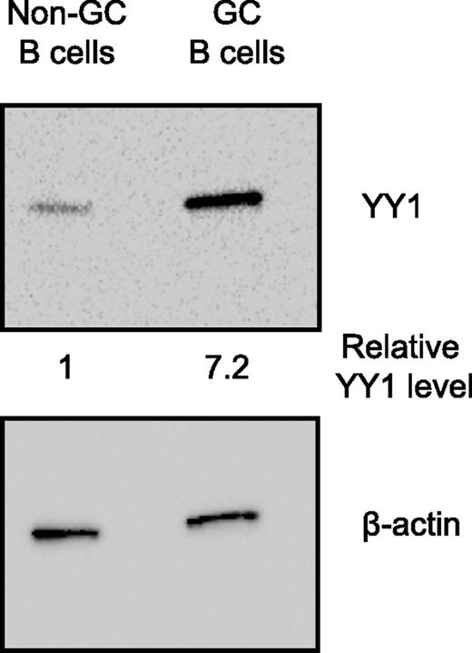FIGURE 1. YY1 protein is increased in GC B cells. YY1 protein levels are determined by Western blotting in FACS-sorted GC B cells (B220+CD95+GL7+) and non-GC B cells (B220+CD95−GL7−) from spleens of wild-type mice (n = 3) at 10 d after sRBC immunization. The relative levels of YY1 protein are quantified using β-actin as a loading control.