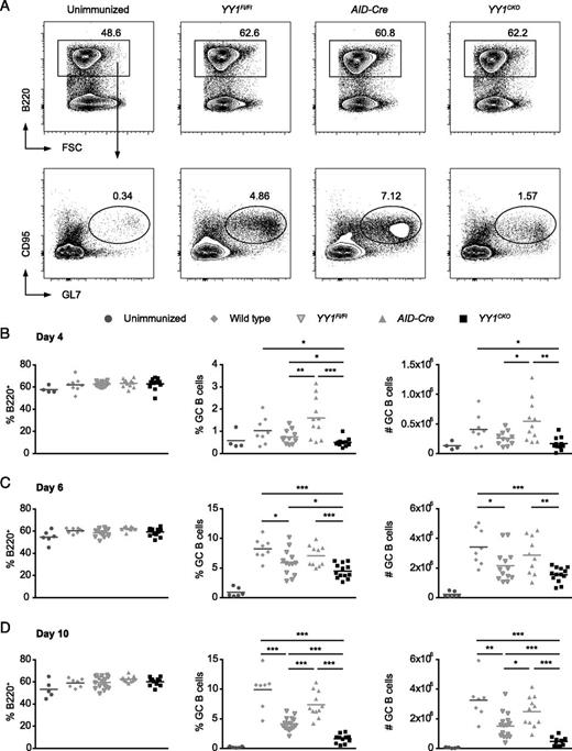 FIGURE 2. Loss of YY1 leads to an impaired GC reaction. (A) Representative flow cytometry analyses of GC B cells based on B220+CD95+GL7+ staining at day 10 after sRBC immunization. Frequency of each gated population as a percentage of displayed cells is shown. (B–D) Percentage of B cells (B220+) and GC B cells (B220+CD95+GL7+) in live B cells and total number of GC B cells in spleens of mouse at (B) day 4 (four independent experiments), (C) day 6 (eight independent experiments), and (D) day 10 (seven independent experiments) after sRBC immunization. Each point represents data from a single mouse. Horizontal bar indicates mean of data. Statistical significance was determined by a two-tailed unpaired Student t test. *p < 0.05, **p < 0.01, ***p < 0.001.